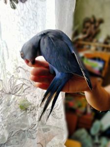 Ожереловый попугай, виолет