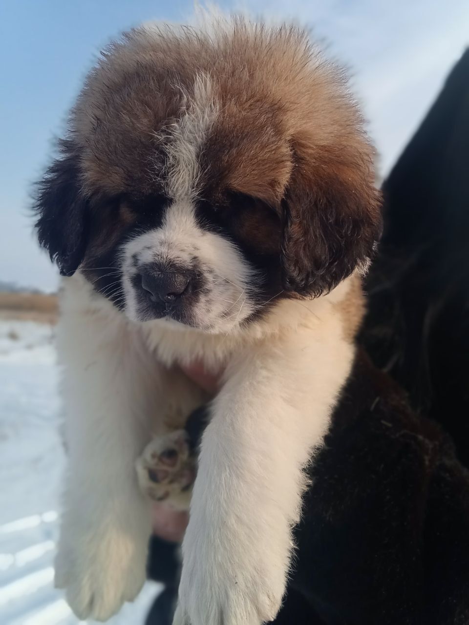 Цуценята сенбернара