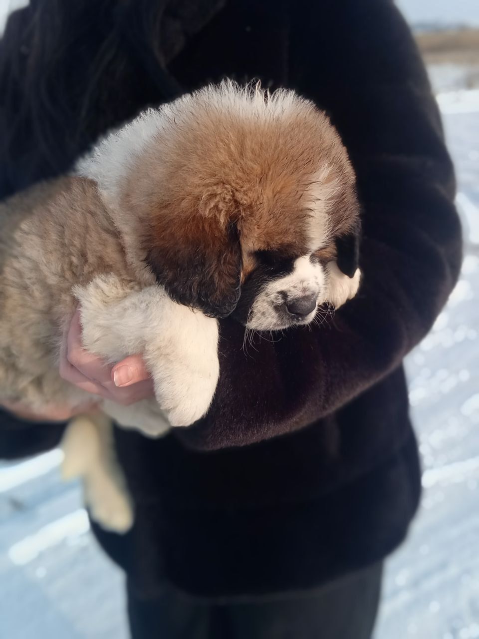 Цуценята сенбернара