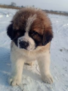 Цуценята сенбернара