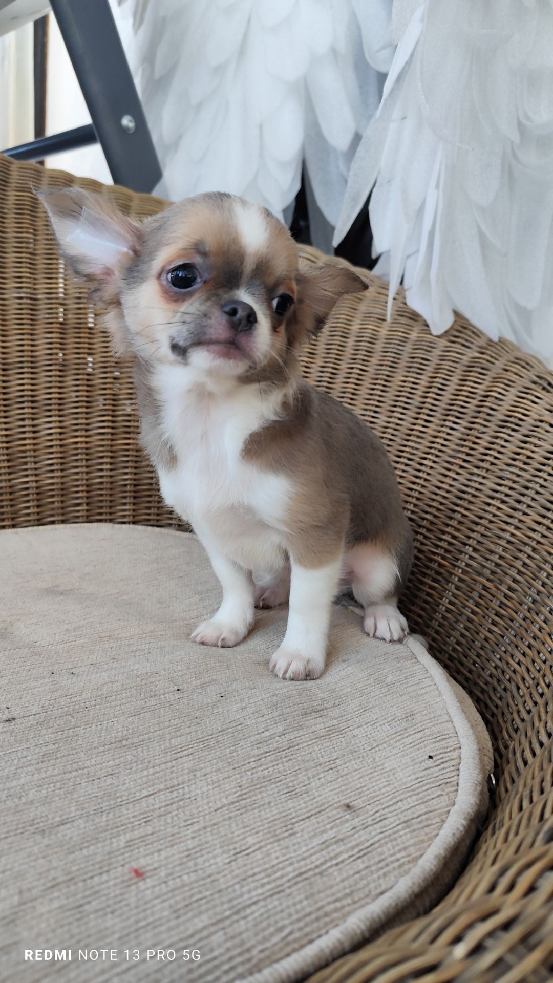 Хлопчик чихуахуа