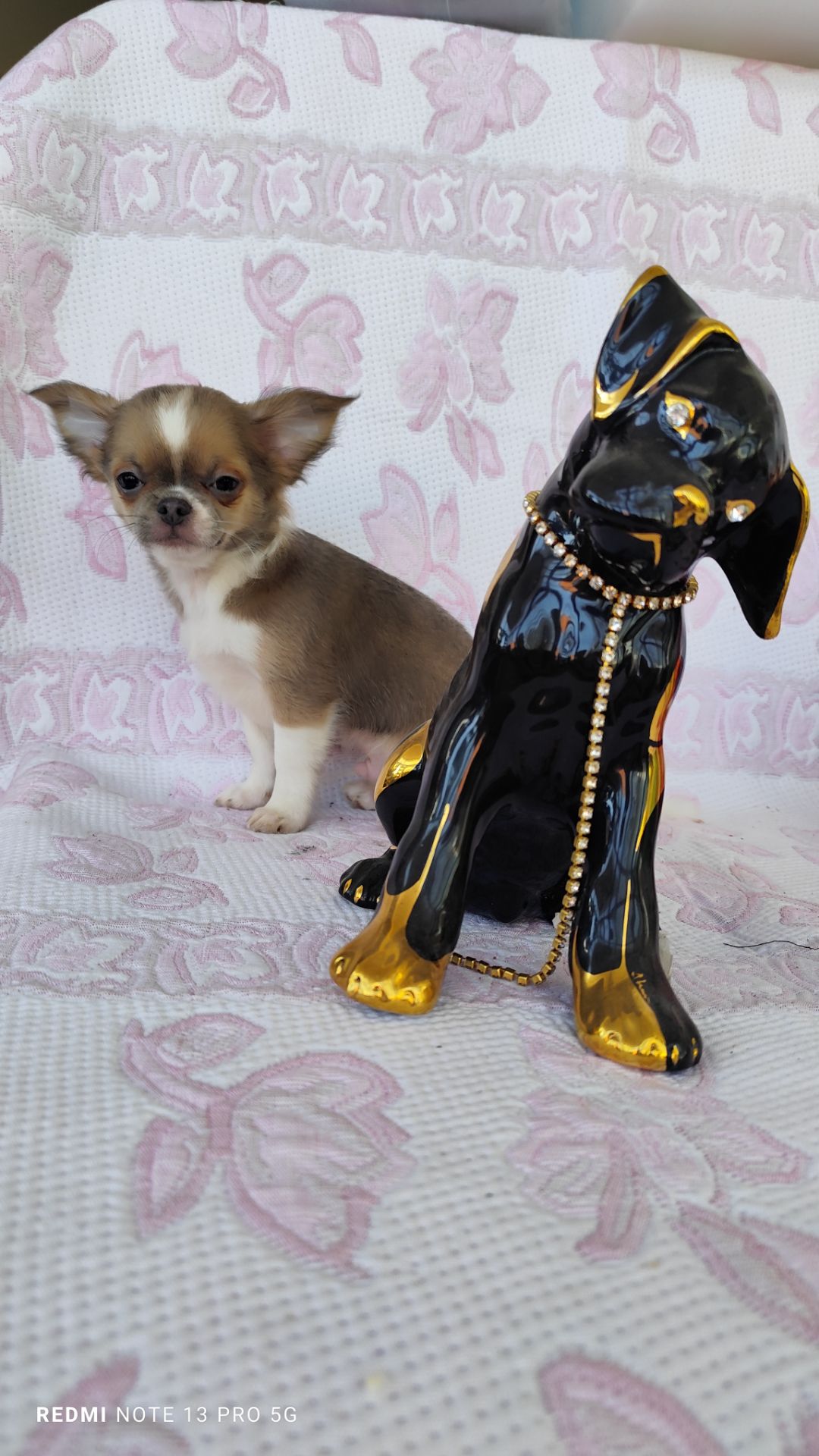 Хлопчик чихуахуа