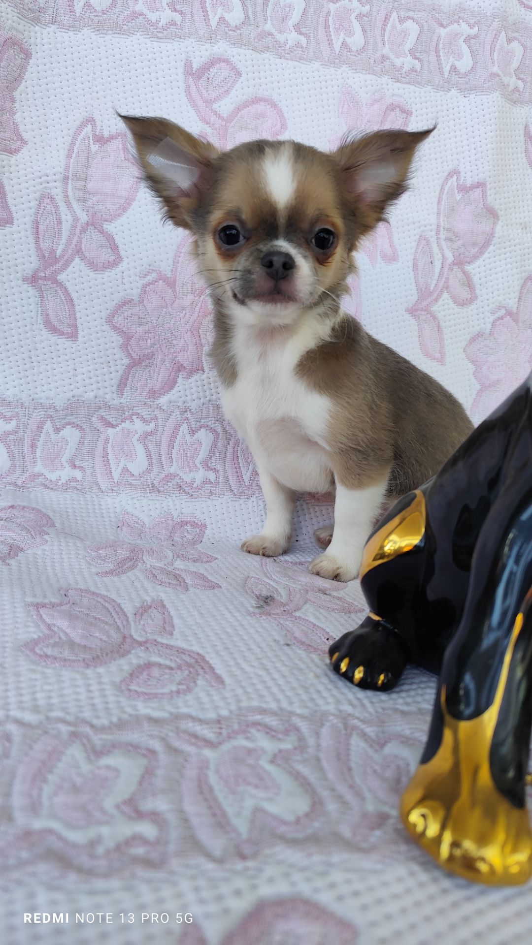 Хлопчик чихуахуа