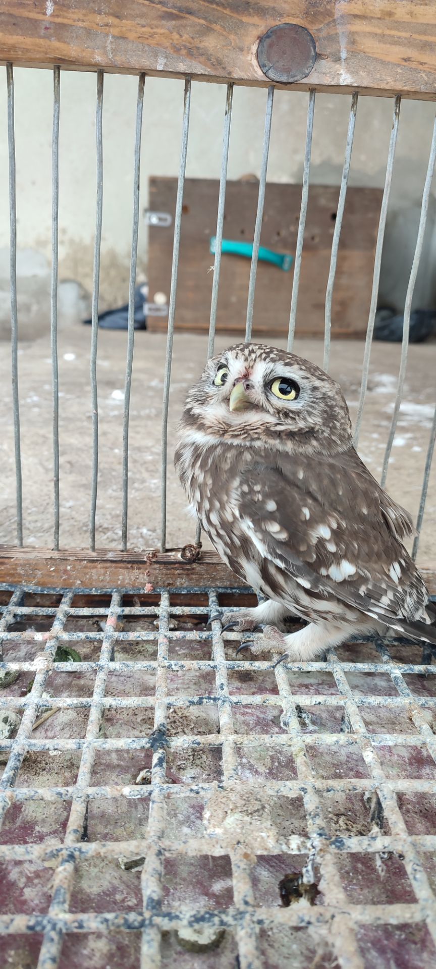 Продам Сича хатнього