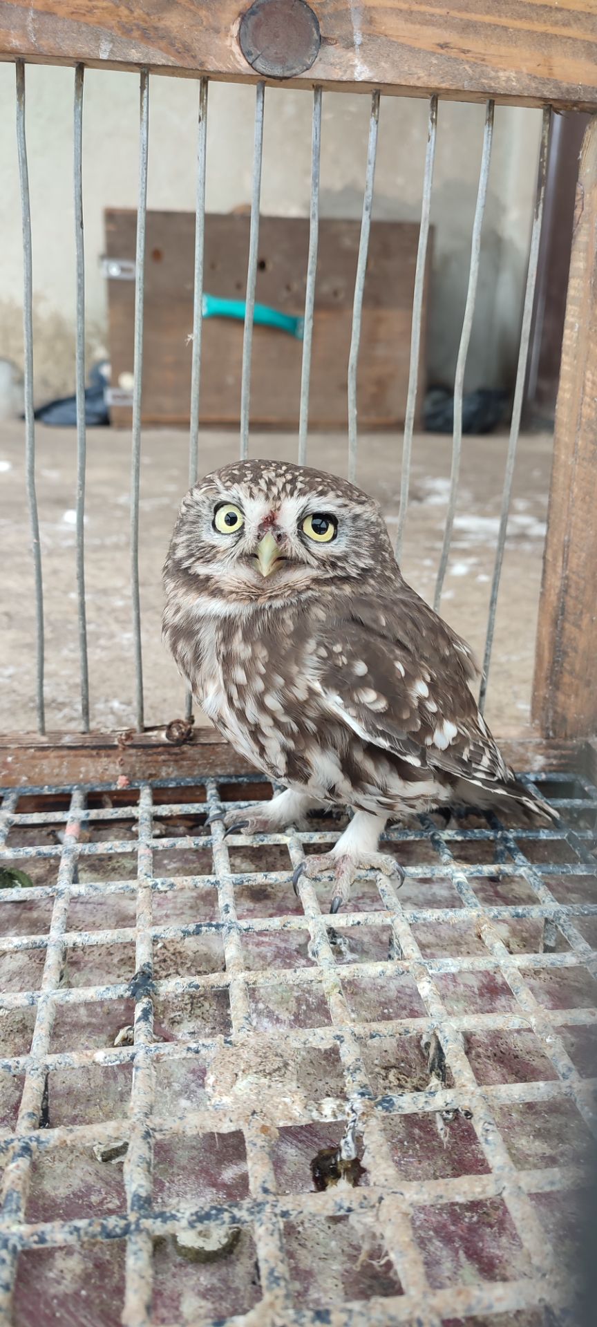 Продам Сича хатнього