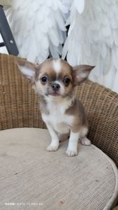 Хлопчик чихуахуа