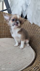 Хлопчик чихуахуа