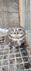 Продам Сича хатнього