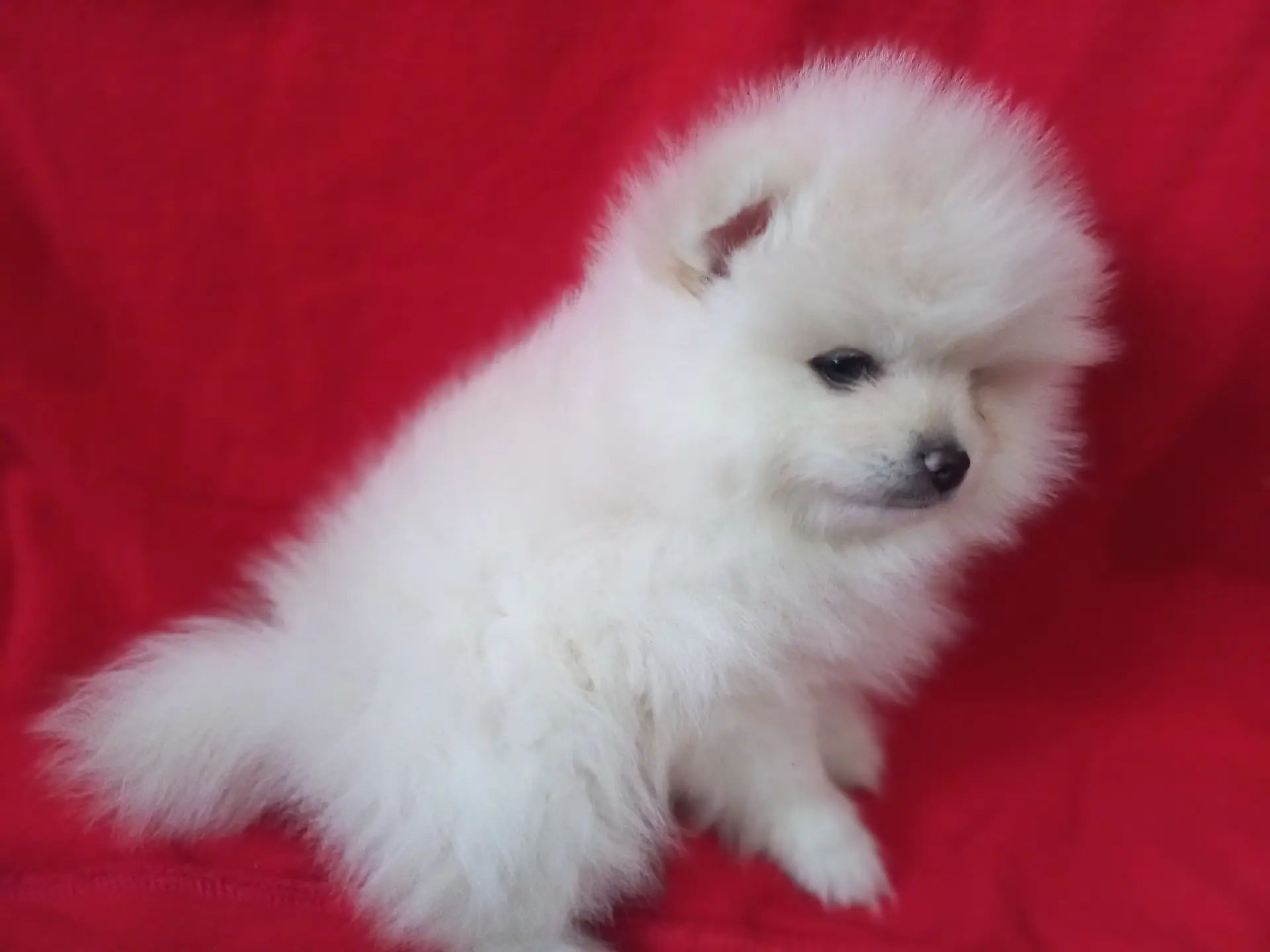 Продам милих діток померанського шпіца