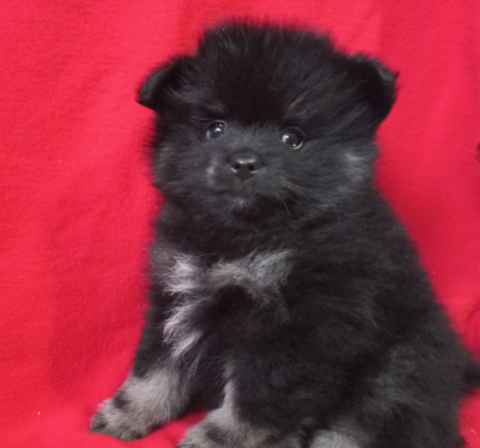 Продам милих діток померанського шпіца