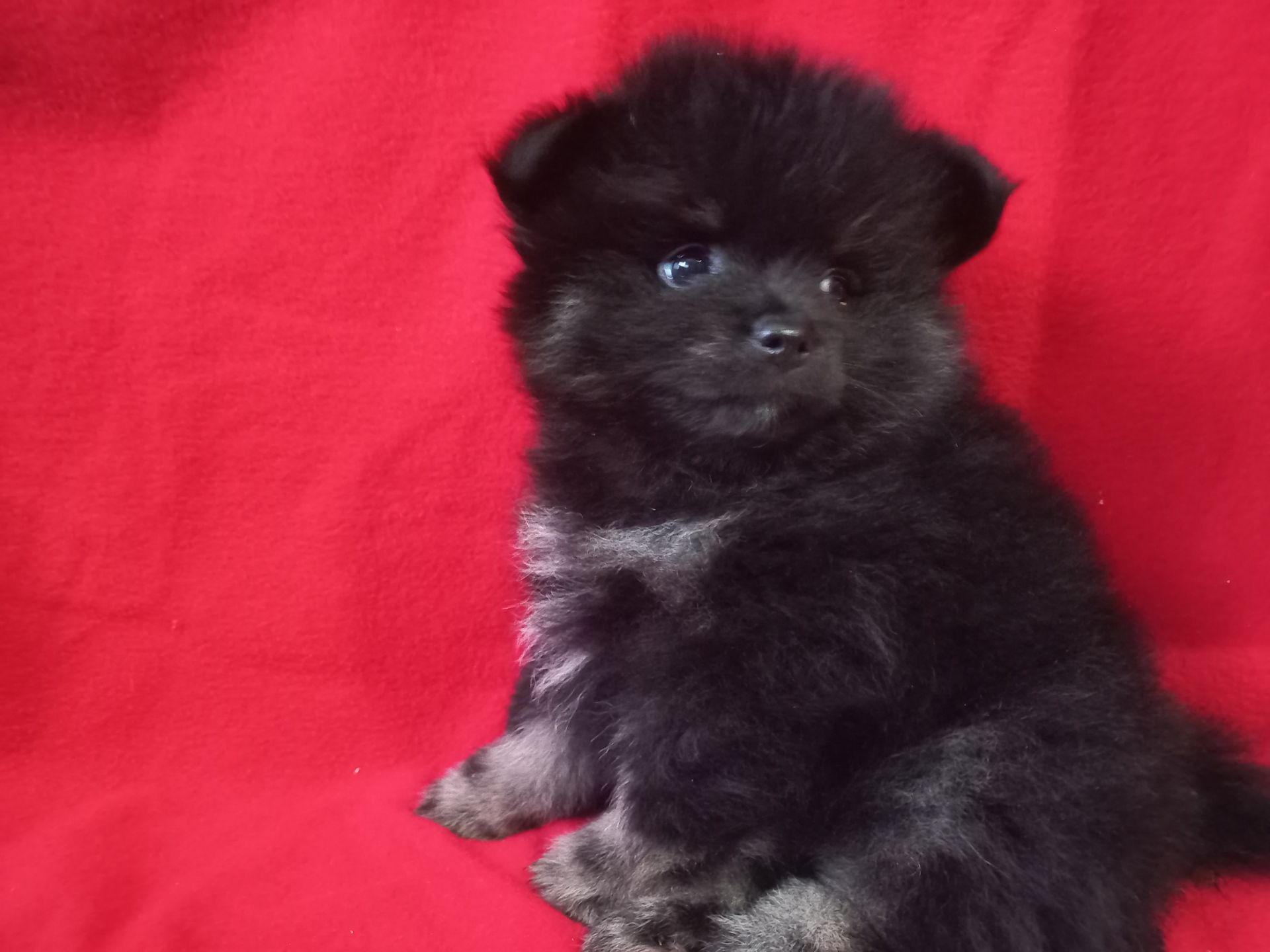 Продам милих діток померанського шпіца