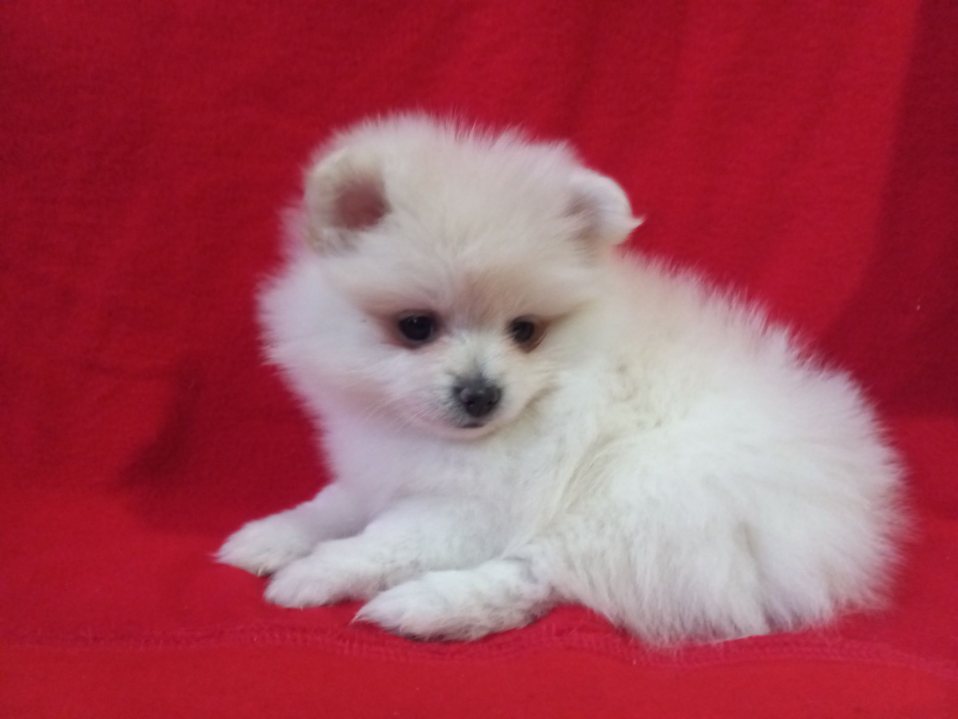 Продам милих діток померанського шпіца