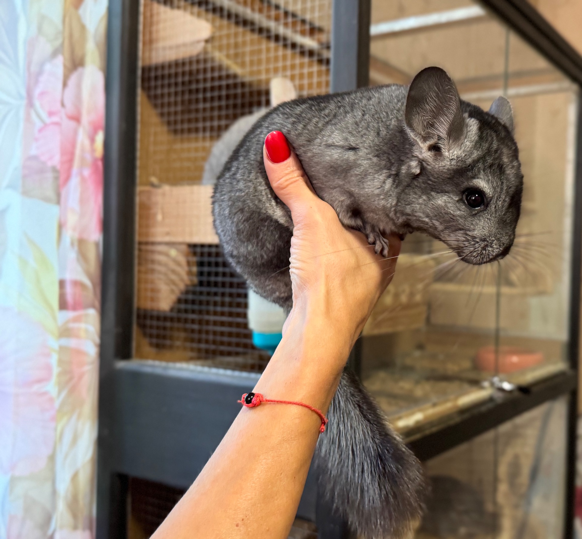 Шиншила кольорова дівчинка та хлопчики