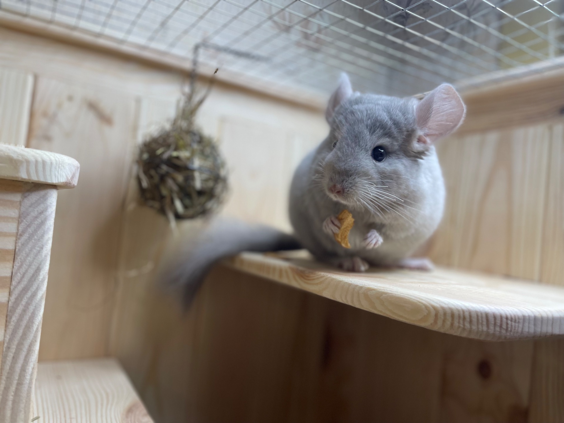 Шиншила кольорова дівчинка та хлопчики