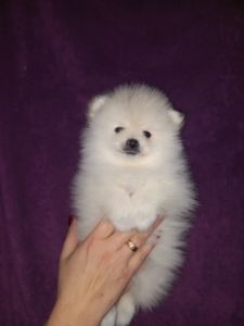 Продам милих діток померанського шпіца