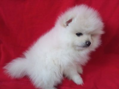 Продам милих діток померанського шпіца