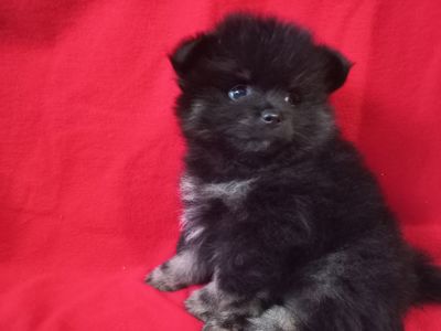 Продам милих діток померанського шпіца