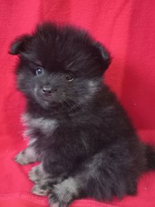 Продам милих діток померанського шпіца