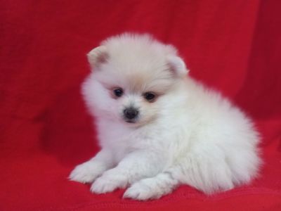 Продам милих діток померанського шпіца