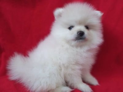 Продам милих діток померанського шпіца