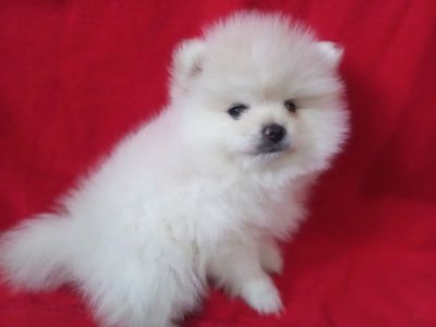 Продам милих діток померанського шпіца