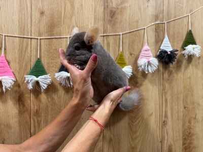 Шиншила кольорова дівчинка та хлопчики