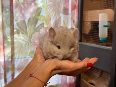 Шиншила кольорова дівчинка та хлопчики