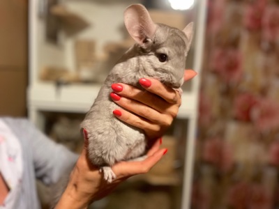 Шиншила кольорова дівчинка та хлопчики