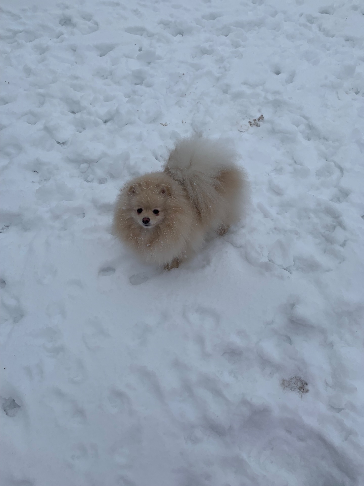 Померанський шпіц дівчинка