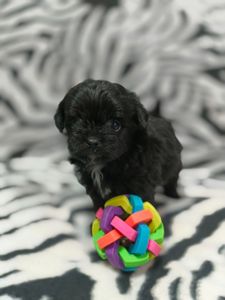 Роскішний хлопчик мальтипу