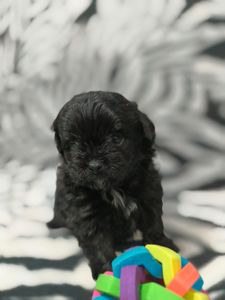 Роскішний хлопчик мальтипу