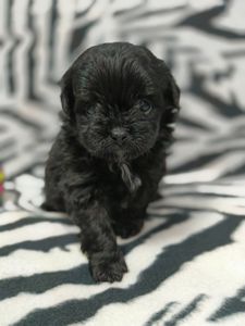 Роскішний хлопчик мальтипу