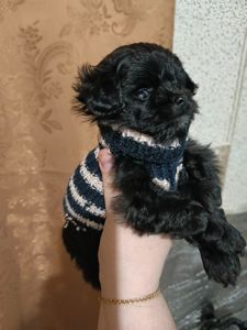 Хлопчик мальтипу