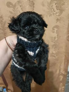 Хлопчик мальтипу