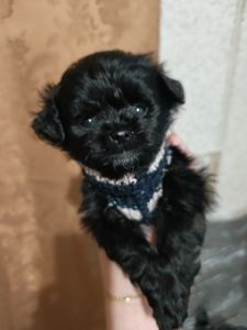 Хлопчик мальтипу