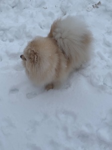 Померанський шпіц дівчинка