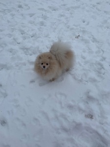 Померанський шпіц дівчинка