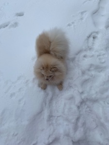 Померанський шпіц дівчинка