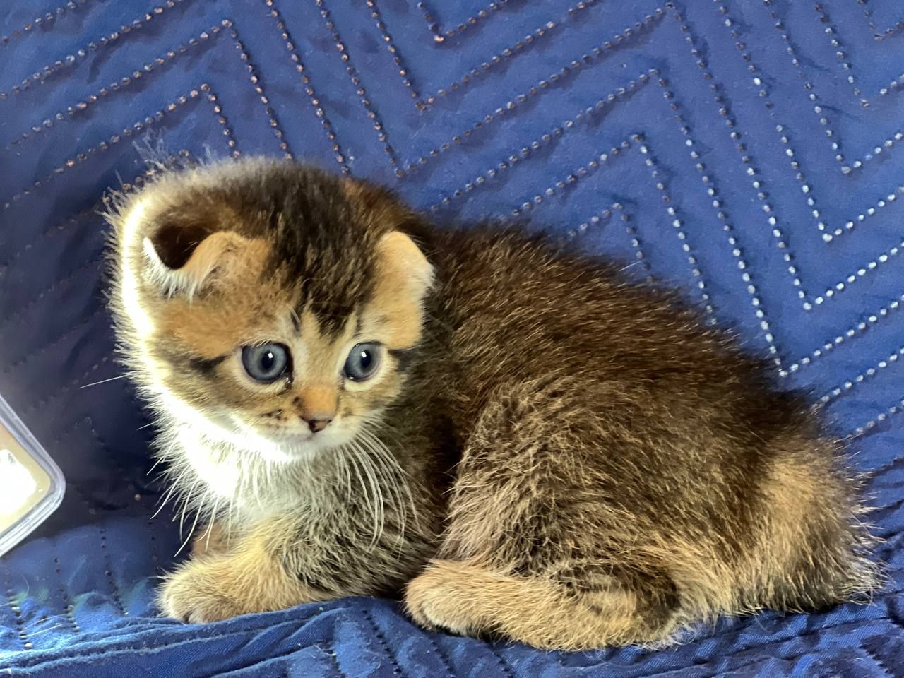 Котята шотландцы. Вислоухие и прямоухие