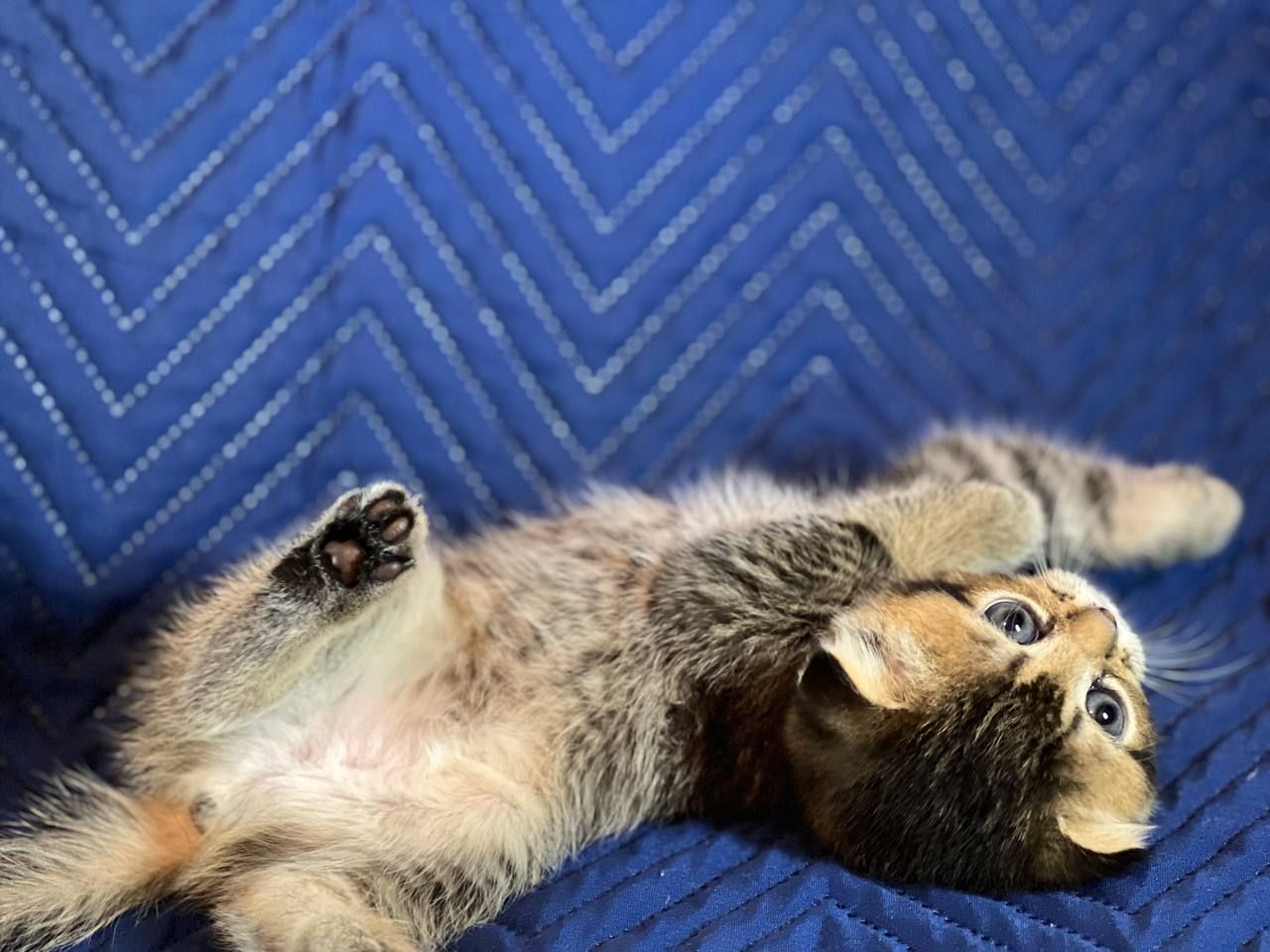 Котята шотландцы. Вислоухие и прямоухие