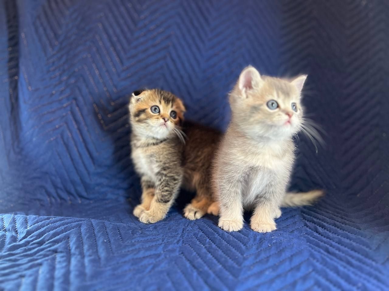 Котята шотландцы. Вислоухие и прямоухие