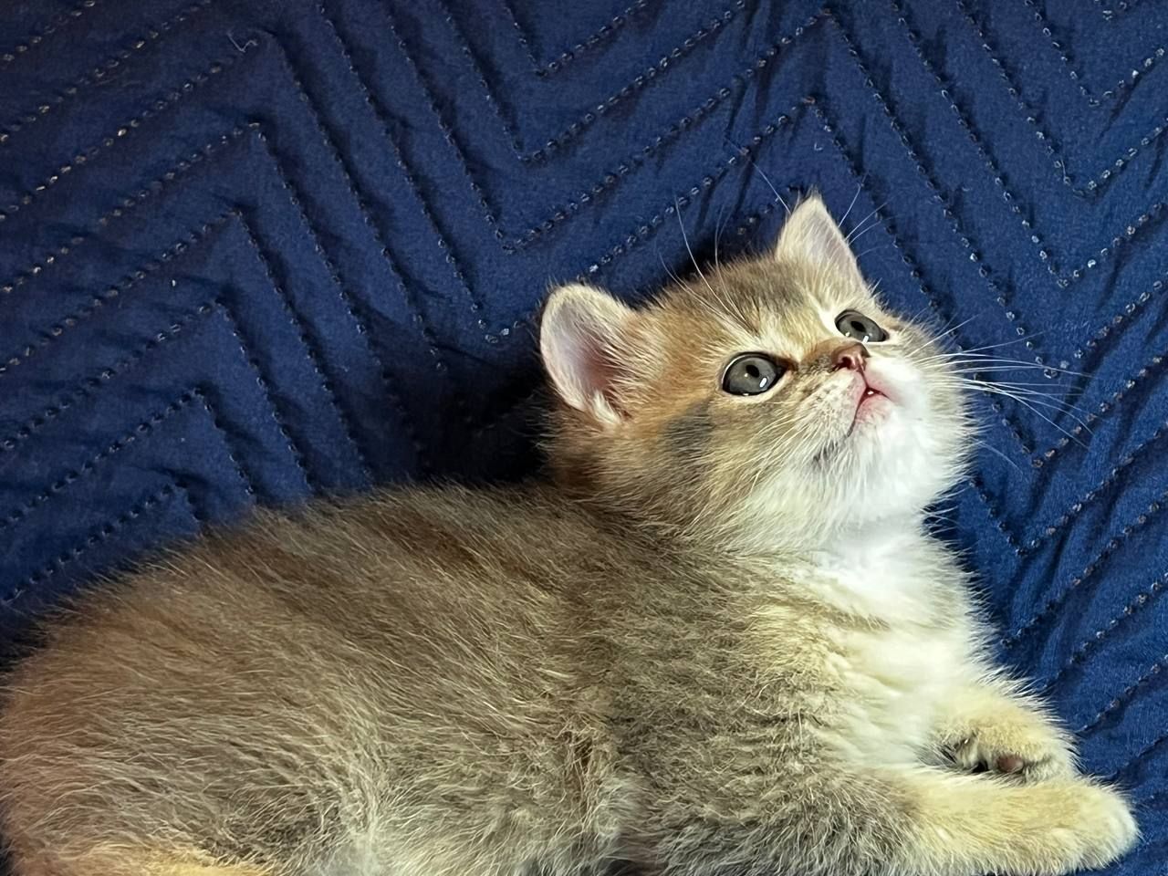 Котята шотландцы. Вислоухие и прямоухие