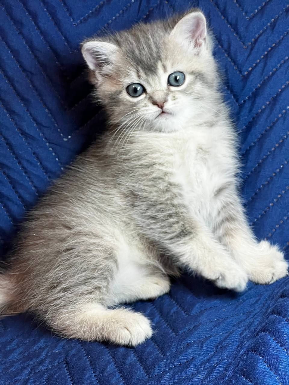 Котята шотландцы. Вислоухие и прямоухие