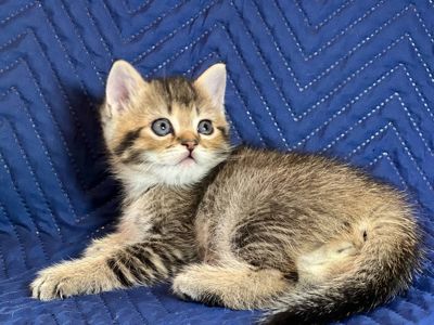 Котята шотландцы. Вислоухие и прямоухие