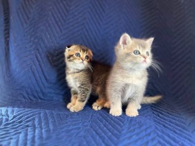 Котята шотландцы. Вислоухие и прямоухие