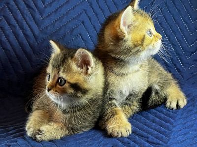 Котята шотландцы. Вислоухие и прямоухие