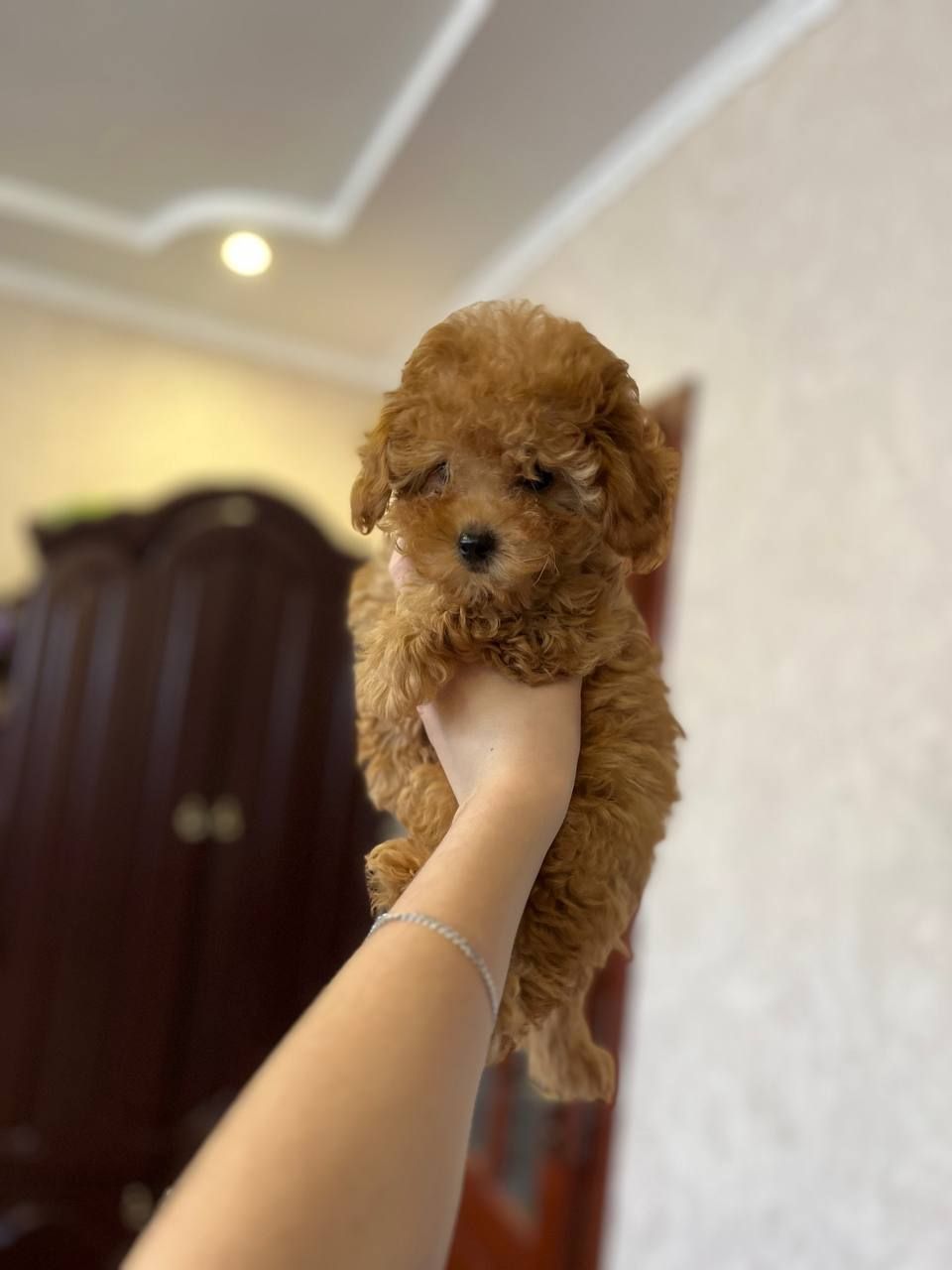 Дівчинка той пудель