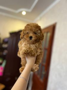 Дівчинка той пудель