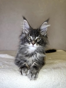 Хлопчик мейн кун SIMON