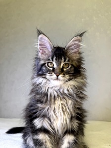 Дівчинка SYDNEY